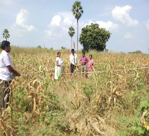 Jayashankar District                                                                                                                                                                                                                                       - Crop Cutting Expts.,                                                                                                                                   - attend the Maize CCE at Govindaraopet Mandal Laknavaram Village with Dy.S.O (DE&S),HYD & Office Dy.S.O and MPSO